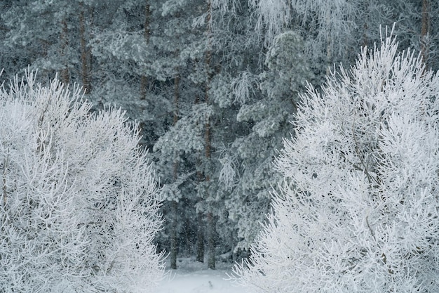 winter forest after a snowfall, sunny day, trees in the snow