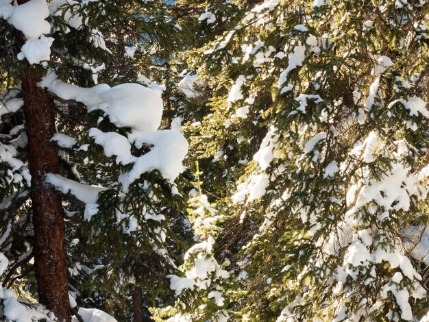 Winter forest in Berthoud Pass, Colorado.