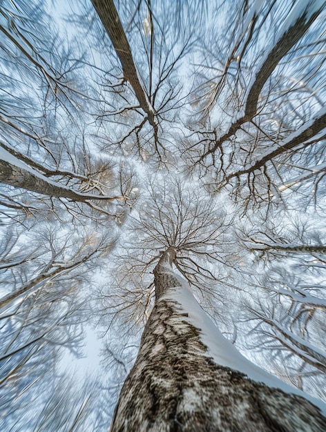 Winter Forest Canopy Majestic Snow Covered Trees Viewed from Below