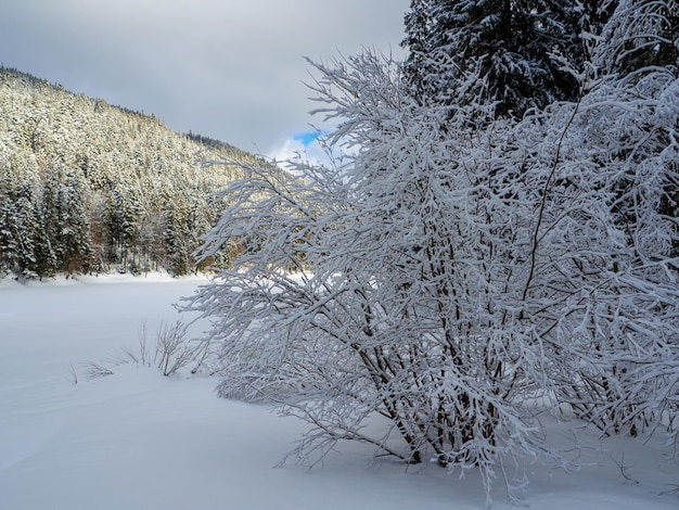 Winter forest in the Carpathians