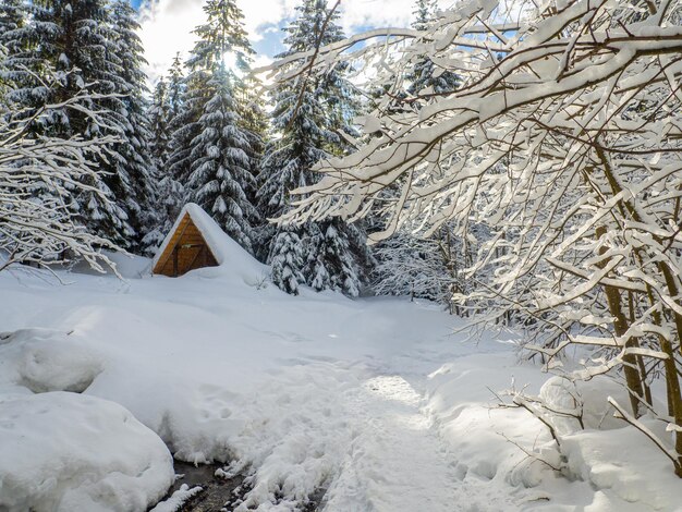 Winter forest in the Carpathians