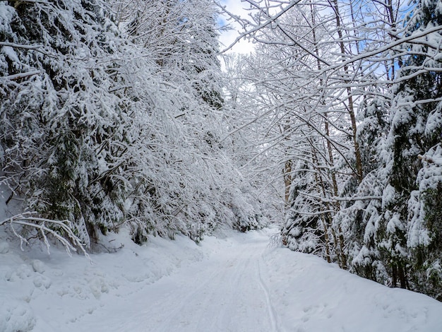 Winter forest in the Carpathians