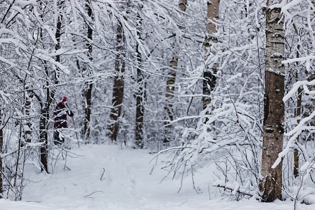 Winter forest covered snow