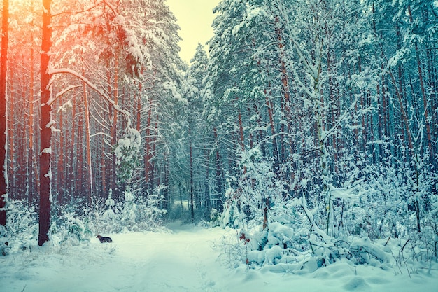 Winter forest covered with snow