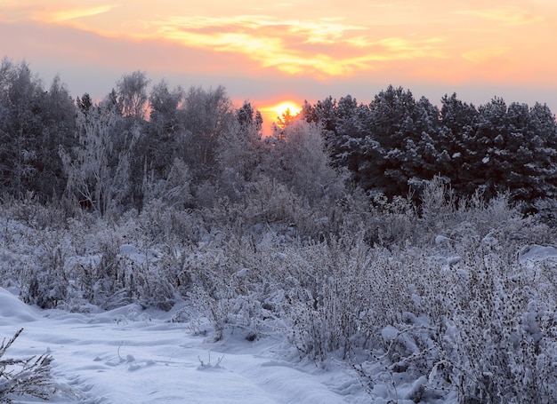 Winter forest at dawn