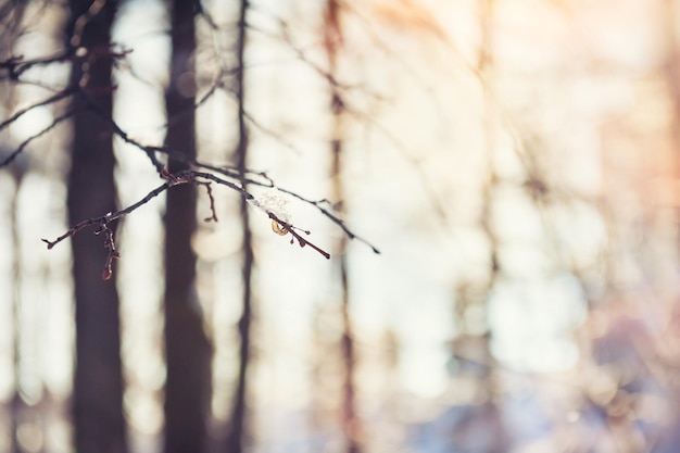 Winter forest at evening sunlight. Beautiful winter background. Vintage effect