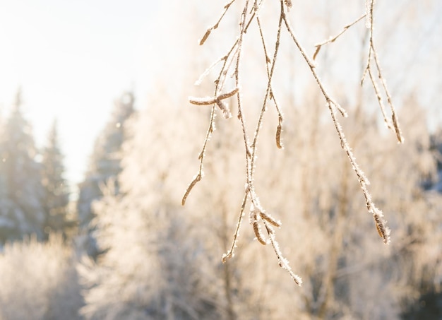 Winter forest on a frosty day, trees covered with snow