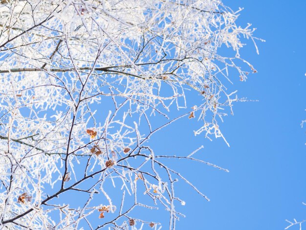 Winter forest on a frosty day, trees covered with snow