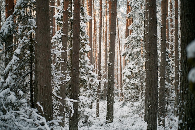 Winter forest ground angle view Concept of natural christmas season wonderland