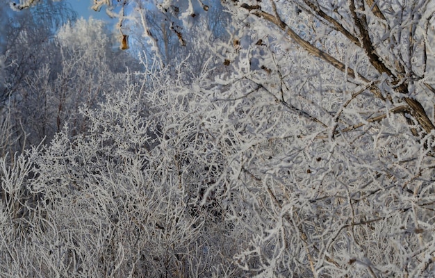 The winter forest is untouched nature in its glory White forest