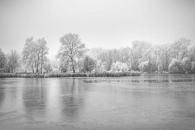 Winter forest lake in foggy morning Panoramic landscape with snowy trees beautiful frozen view