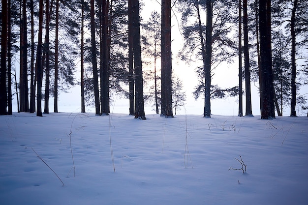 winter forest landscape / December view in a forest of powdered snow, snowfall landscape