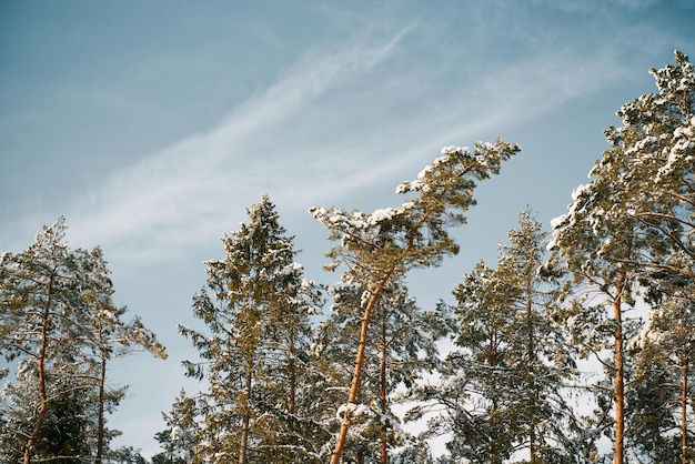 Winter forest landscape Snowcovered nature of European woods