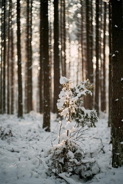 Winter forest landscape Snowcovered nature of European woods