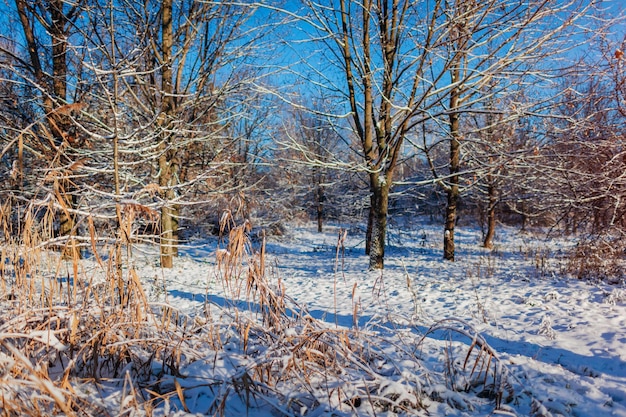 Winter forest landscape at sunset snowy scenery with blue sky