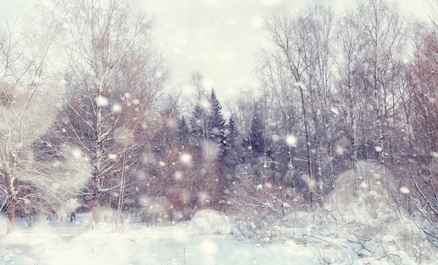 Winter forest landscape. Tall trees under snow cover. January frosty day in the park.