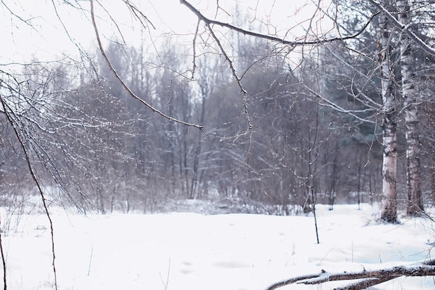 Winter forest landscape. Tall trees under snow cover. January frosty day in park.