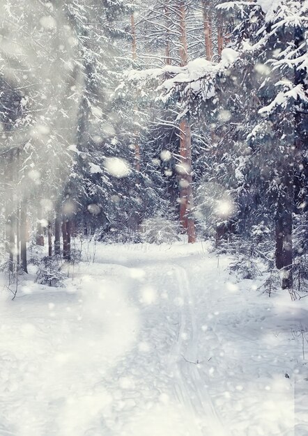 Winter forest landscape. Tall trees under snow cover. January frosty day in the park.