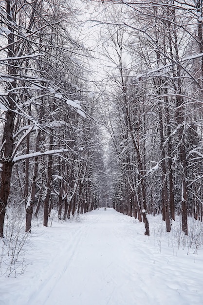 Winter forest landscape. Tall trees under snow cover. January frosty day in the park.