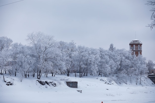 Winter forest landscape. Tall trees under snow cover. January frosty day in the park.