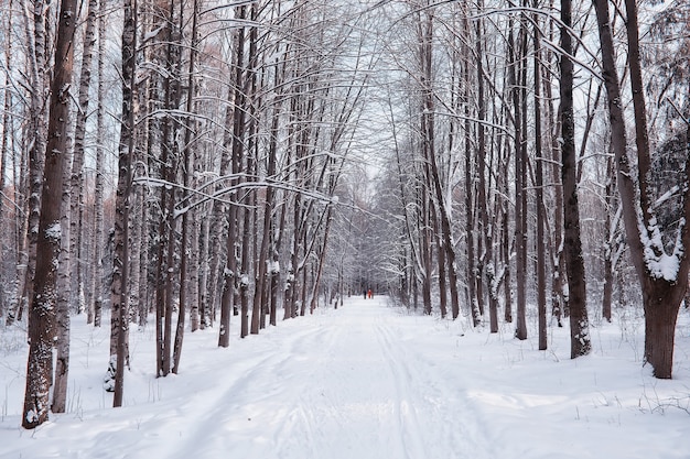 Winter forest landscape. Tall trees under snow cover. January frosty day in the park.