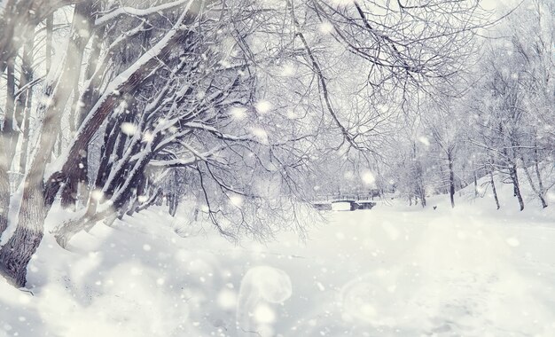 Winter forest landscape. Tall trees under snow cover. January frosty day in the park.