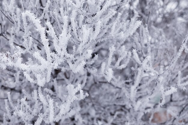 Photo winter forest landscape. tall trees under snow cover. january frosty day in the park.