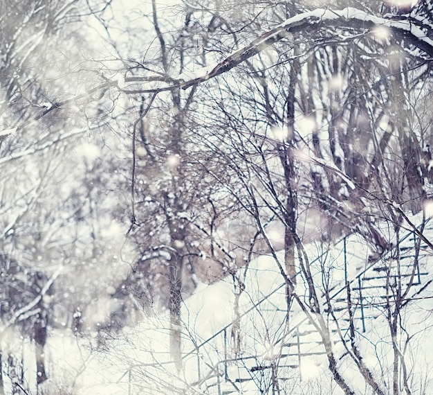 Winter forest landscape. Tall trees under snow cover. January frosty day in the park.