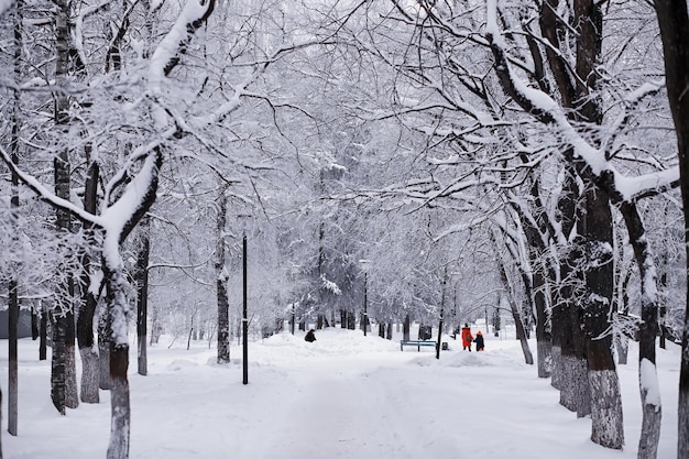 Winter forest landscape. Tall trees under snow cover. January frosty day in the park.