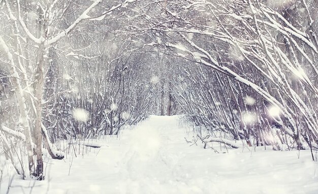 Winter forest landscape. Tall trees under snow cover. January frosty day in the park.