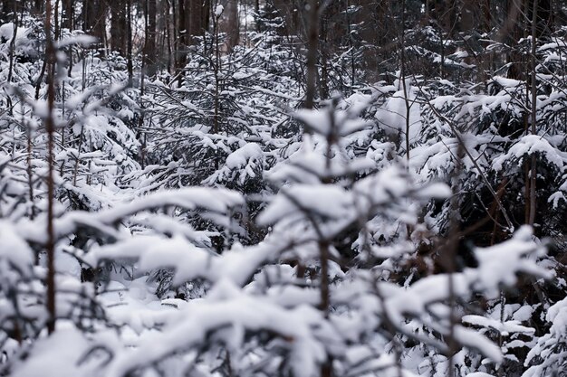 Winter forest landscape. Tall trees under snow cover. January frosty day in park.