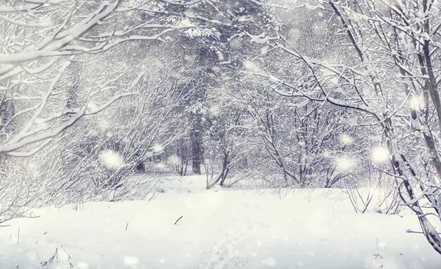 Winter forest landscape. Tall trees under snow cover. January frosty day in the park.