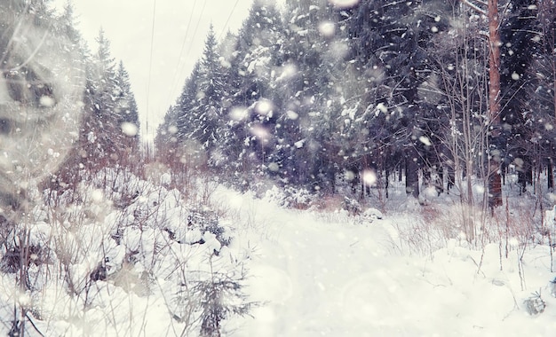 Winter forest landscape. Tall trees under snow cover. January frosty day in the park.