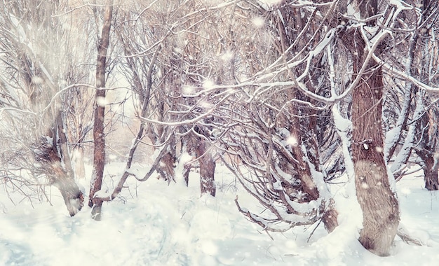 Winter forest landscape. Tall trees under snow cover. January frosty day in the park.