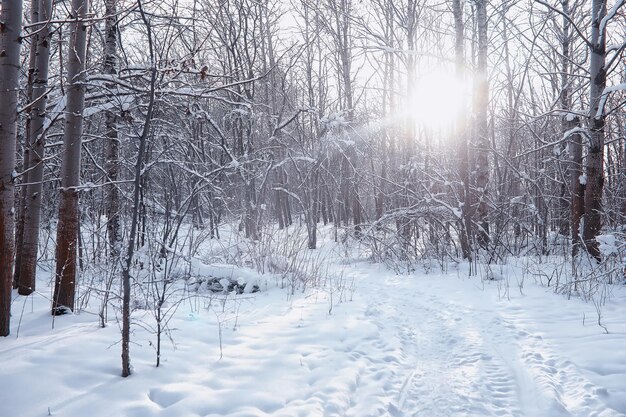 Winter forest landscape. Tall trees under snow cover. January frosty day in the park.