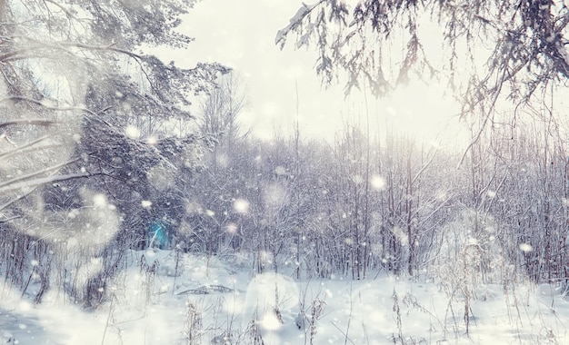 Winter forest landscape. Tall trees under snow cover. January frosty day in the park.