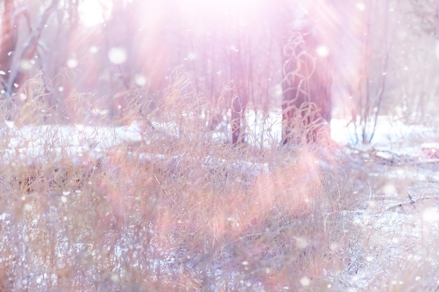 Winter forest landscape. Tall trees under snow cover. January frosty day in park.