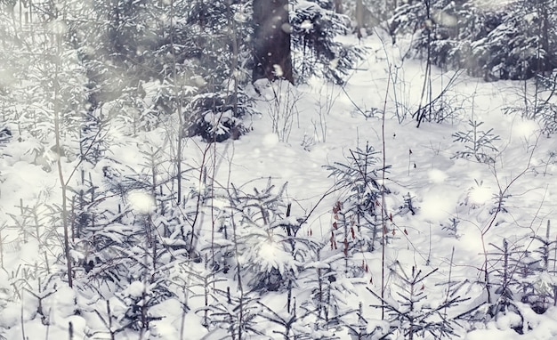 Winter forest landscape. Tall trees under snow cover. January frosty day in the park.