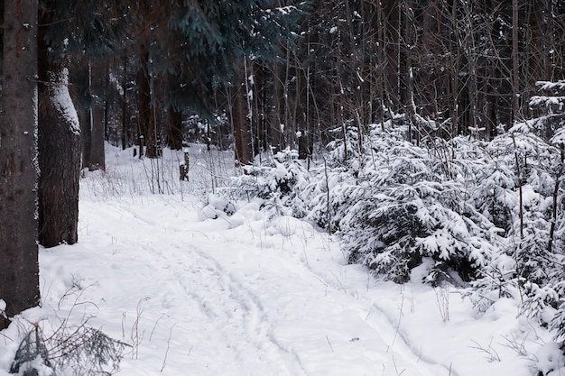 Winter forest landscape. Tall trees under snow cover. January frosty day in park.