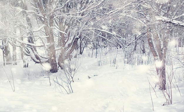 Winter forest landscape. Tall trees under snow cover. January frosty day in the park.