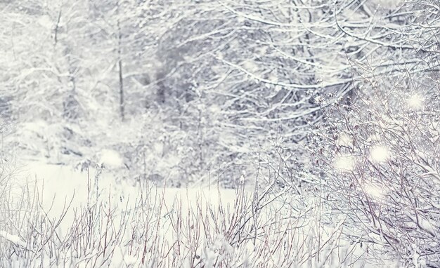 Winter forest landscape. Tall trees under snow cover. January frosty day in the park.