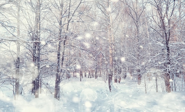 Winter forest landscape. Tall trees under snow cover. January frosty day in the park.