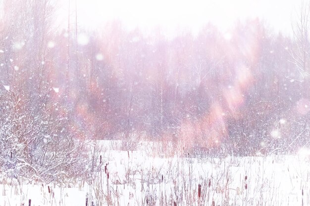 Winter forest landscape. Tall trees under snow cover. January frosty day in park.