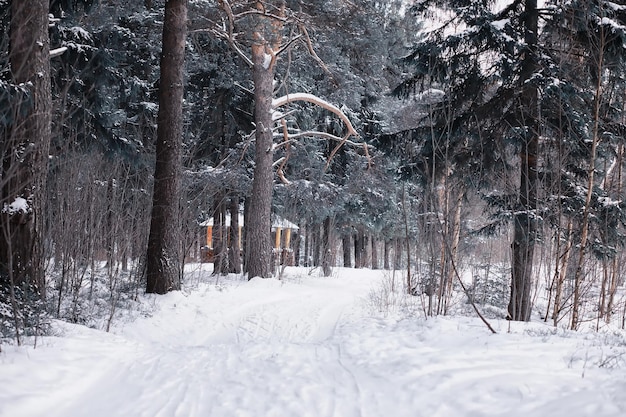 Winter forest landscape. Tall trees under snow cover. January frosty day in park.