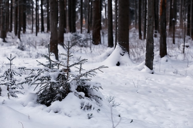 Winter forest landscape. Tall trees under snow cover. January frosty day in park.