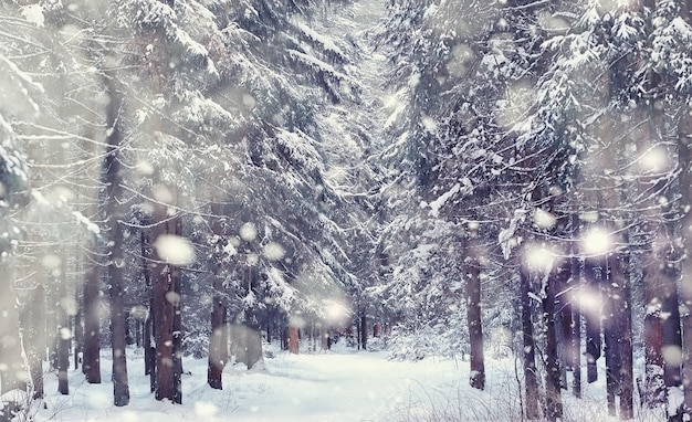 Winter forest landscape. Tall trees under snow cover. January frosty day in the park.