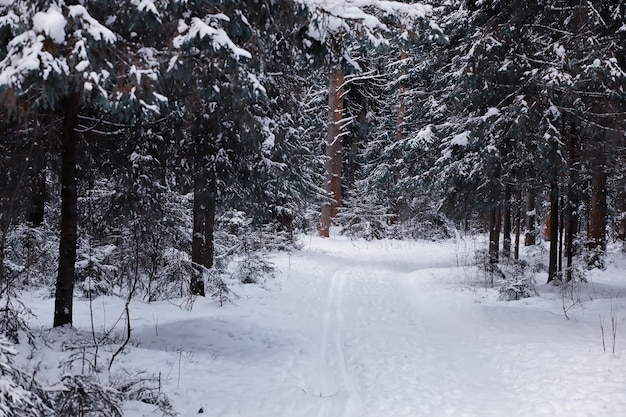 Winter forest landscape. Tall trees under snow cover. January frosty day in park.