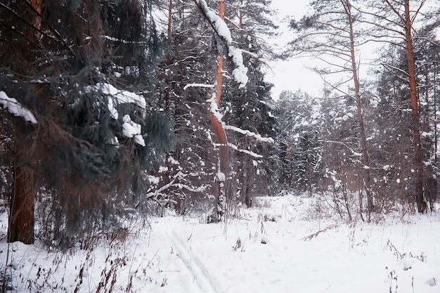 Winter forest landscape. Tall trees under snow cover. January frosty day in the park.