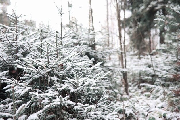 Photo winter forest. landscape of winter forest on a sunny day. snow-covered trees and christmas trees in the forest. branches under the snow. bad snowy weather cold day.