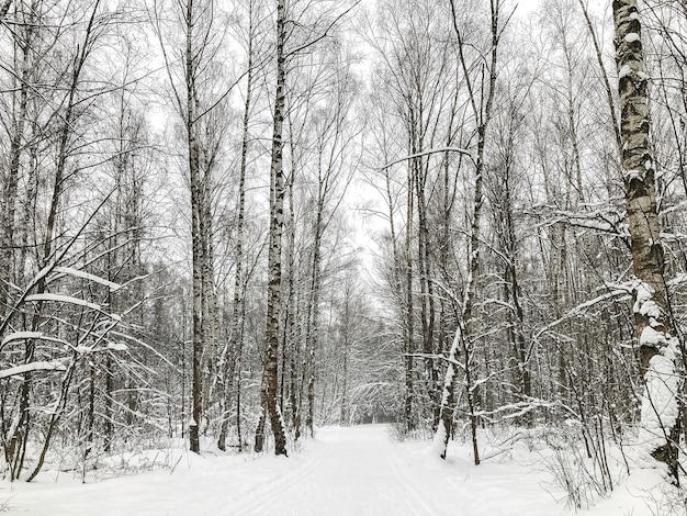 Winter forest landscape with snow-covered trees